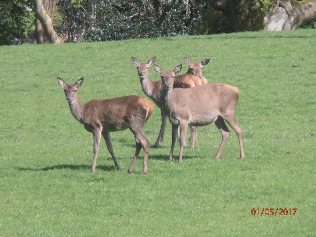 Larkfield House B&B, Ballycasheen Kerry V93 Wd51 Killarney Luaran gambar