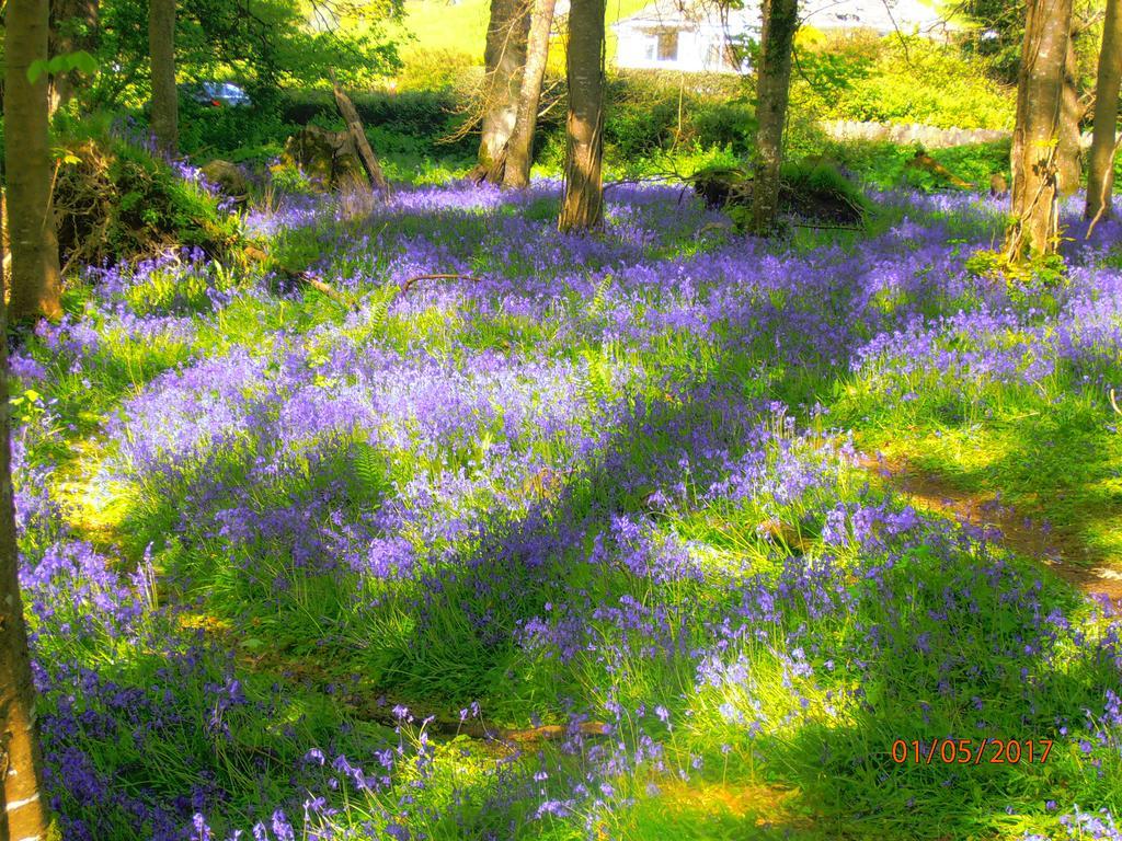 Larkfield House B&B, Ballycasheen Kerry V93 Wd51 Killarney Luaran gambar